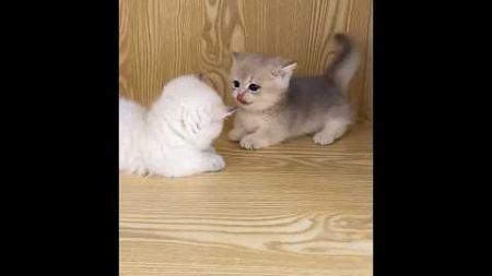 Two kittens playing #cute #宠物 #kitten #pets #cutecat #animals #funny #kitty