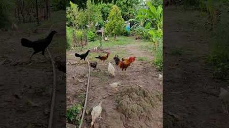 Rooster/chicken 🐓🐔 #rooster #chicken #nature #environment #shorts #youtubeshorts