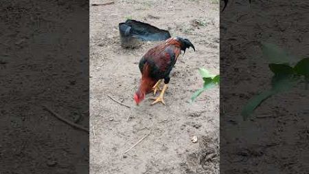 Rooster 🐓🐓🐓 #rooster #nature #environment #shorts #youtubeshorts