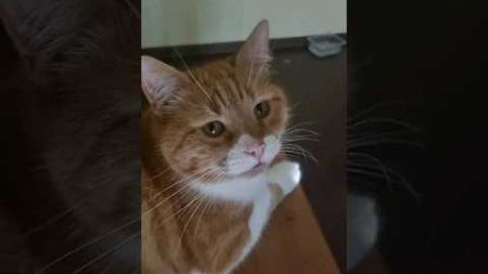 Шарик нашел ветерок #домашниепитомцы #cat #котшарик#рыжиекотики #кот #котик #котики#fanny #пушистик