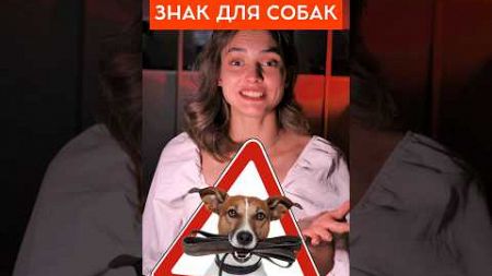 В Госдуме предлагают ввести дорожный знак для домашних животных. #собаки #домашниепитомцы #собака