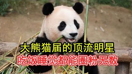 福宝新篇：大熊猫界的超级明星，吃竹睡觉都能圈粉无数！#大熊猫福宝#福宝日常#来这吸熊猫#大熊猫#熊猫界顶流#熊猫 #panda #福宝 #Fubao #푸바오 #팬더