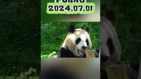 FUBAO2024.07.01 #panda #news #animals #zoo #宠物 #cute #寵物 #cutepanda #pets #搞笑