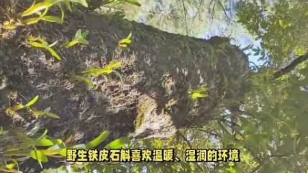 珍稀野生铁皮石斛：生长环境苛刻，数量亟待保护