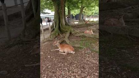 Nara deer park | 奈良ミニブログ | 休んでいる若い鹿が見られる 🦌 #japan #nara #animals #nara mini vlog #shorts #ytshorts