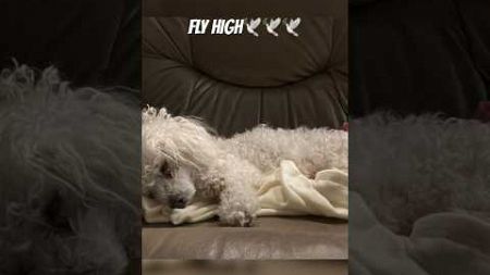 LOST 15yr old FURBABY RIP DAISY💔 #pets #dog #viral #animals
