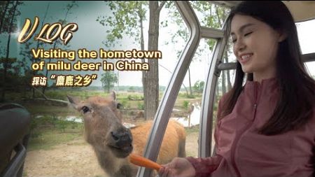 Vlog: Visiting the hometown of milu deer in China