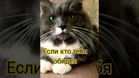 Бонечка #улыбнись #cat #подпишись #домашниепитомцы #юмористическийконтент #мем #прикол #catlover #