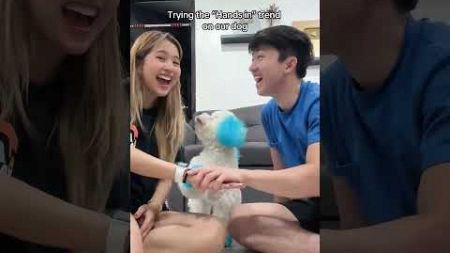 Trying the &quot;Hands -in&quot; Trend with our puppy 🐕#viral #shorts #dog #doglover