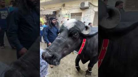 Bacha bach gaya😂❤️ #foryou #petlover #pets #funny #cow #cowlover #viral #trendingshorts