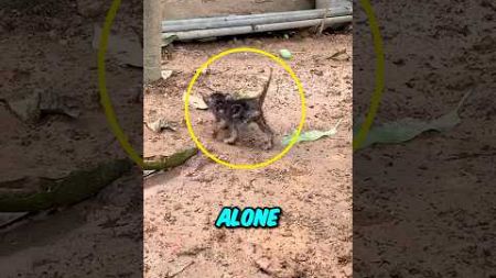 This helpless cat was found in a bad enviroment #shorts #animals #pets