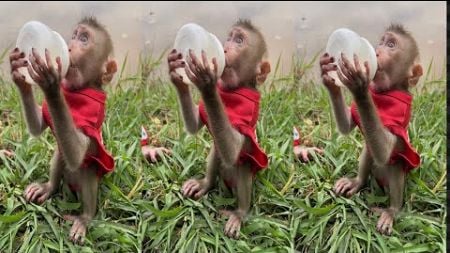 Beautiful outdoor environment and baby monkeys eating milk