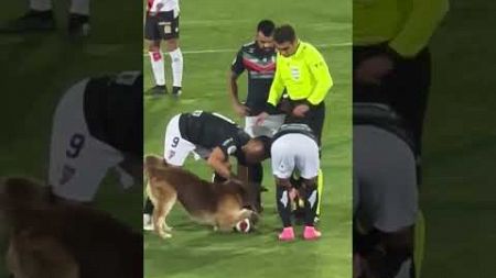 Dog Interrupts Professional Soccer Match