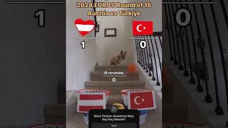 Türkiye-Avusturya Maçı Skorunu Tahmin Eden Köpek #millitakim #euro2024 #türkiye #football