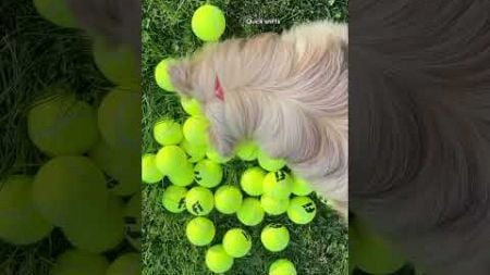 I feel like I just hit the Tennis Ball Jackpot! 🎾✨ #miniaussie #surprise #cute #dogs #tennisball
