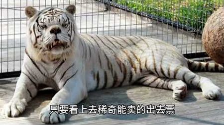 老虎和白虎 到底是啥关系？