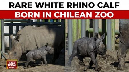 Zoo In Chile Presents 12-Day-Old Baby Rhino To The Public