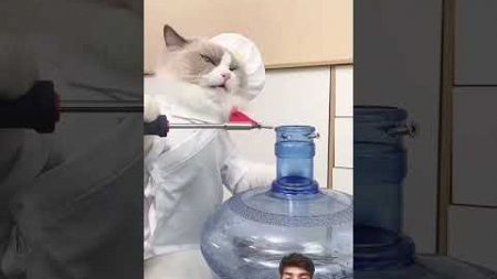 cat #funny #whatshouldpuffdo #cat #thatlittlepuff #comedy #chefpuff #memes #puffpuff #lifehacks #pet