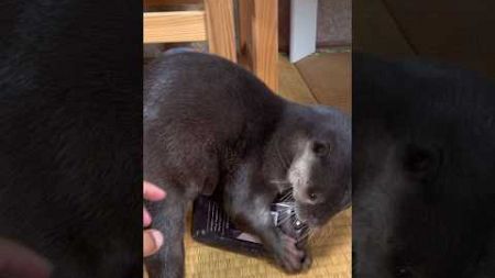 Otter addicted to mobile phones #otter #animals #shorts #cute #pet #カワウソ #ペット