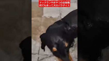 犬の温泉 #dog #熊本の名所 #犬のいる暮らし #熊本 #ペット #犬 #動物 #温泉 #ミニチュアダックスフンド