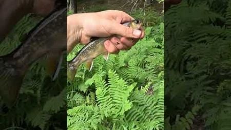 Catch &amp; Cook WILD Brook Trout over a Campfire! #fishing #troutfishing #trout #camping