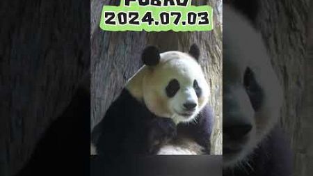 FUBAO2024.07.03 #panda #news #animals #zoo #宠物 #cutepanda #寵物 #cute #funny #pets ＃福宝