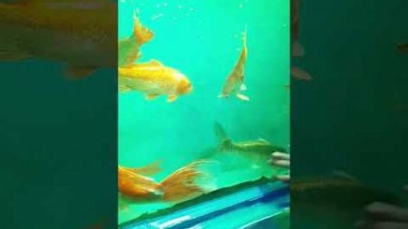 #mollyfish #fish #goldfish #aquarium #ocean #sea#fishtank #pets #cute #animals #viral #youtubeshorts