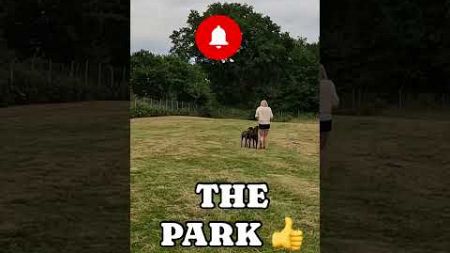 LOOSE LEASH WALKING, A PARK IS ONE GREAT ENVIRONMENT TO ESTABLISH THE FUNDAMENTALS.