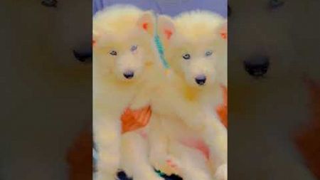 white Pomeranian male female available for sale #blogging boy from