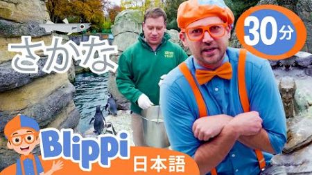 レッツゴー、動物園！ | ブリッピ 日本語 - 幼児向け教育動画 Blippi