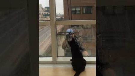 Cat Plays with Window Washer