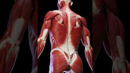 strength of back muscles #shortsfeed #shorts #anatomy #gymworkout #fitness#focus #strength #deadlift