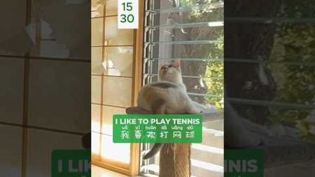 Cat helps practice tennis serve打网球 #cat #cute #wimbledon #tennis #chinese #pets #catlover #猫 #kitten