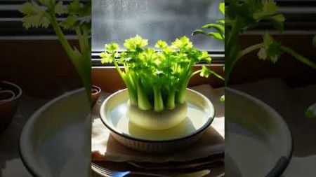 ปลูกขึ้นฉ่ายง่าย ๆ ได้ผลผลิตกินเองที่บ้าน (Grow Celery Easily at Home)