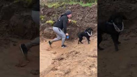 Dad Attempting Obstacle Course With Dog Slips in Puddle