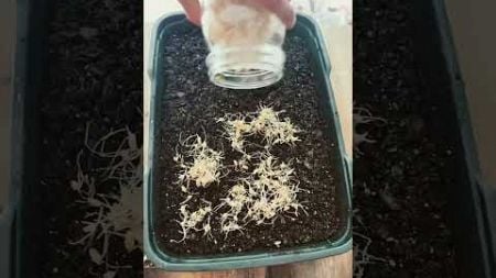 Sprouting Wheatgrass, Homegrown Simple Super Food #sprouts #wheatgrass #shorts #gardening #health