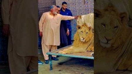 It&#39;s a very close relation with lion&#39;s #shorts #animals #lions #pet