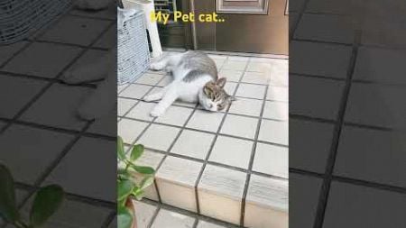 My Pet Cat Couldn’t Stand the Heat in Japan #shortsviral