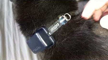 PetsPanel Tractive uitproberen. unboxing Pets Place GPS katten tracker en gezondheid monitoren