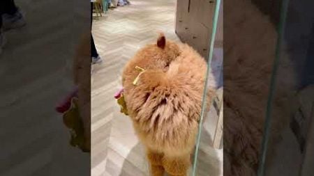 cute little #alpaca pet #china 网红可爱小羊驼宠物 #KAWAII #名创优品 #中国 #chinalife