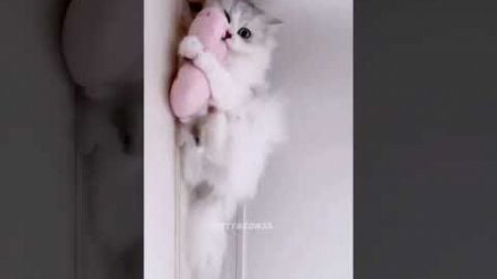 cute kitten😻💖 #2 #kitten #pet #Cat short video #cute kitten #meme video