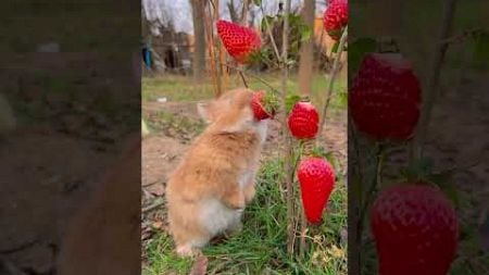 沉浸式吃草莓的兔兔🐰#动物成精 #宠物#可愛い