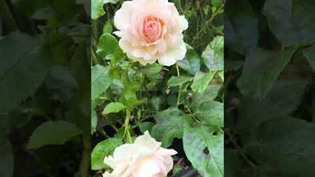 强香玫瑰系列 Fragrant Roses | Chandos Beauty Rose | 英国婚礼用花 Wedding Rose Flowers #rosegarden
