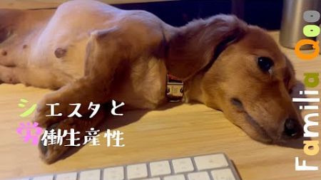 シエスタと労働生産性【ミニチュアダックス犬】