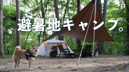 【犬連れキャンプ】標高900mの涼しい林間サイトでのんびりキャンプ ひるがの高原キャンプ場（岐阜）