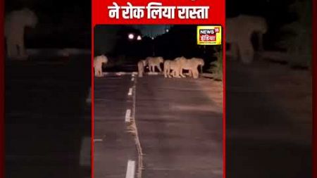 Lion Video : Amreli में बीच सड़क पर दिखे 9 शेर| Gujarat News | Viral | Wild Animals | N18S | #shorts