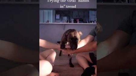 &quot;Hands in&quot; trend on Mocha #shorts #youtubeshorts #viral #trending #trend #animals #cute #dog #tiktok