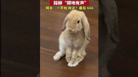 #宠物 兔子突然学会立正😁，跺脚“掷地有声”，网友：一开始 就这？最后 666 #搞笑 #shortvideos #动物成精 #兔子