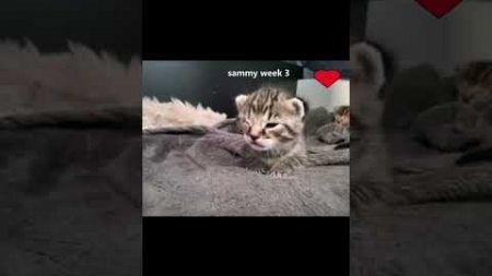 kleine sammy❤️ #kittens #dierenvideo #cuteanimalsstory #huisdieren #zwerfkat #adoptdontshop