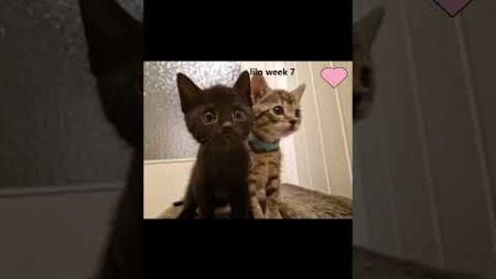 kleine lilo🩷 #kittens #dierenvideo #huisdieren #cuteanimalsstory #adoptdontshop #adoptedkittens